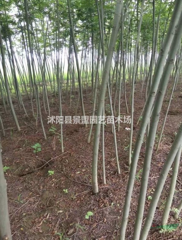 楓楊哪里有賣？