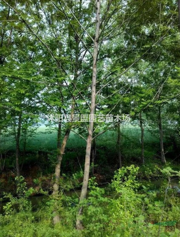 楓楊七月份可以種植嗎？