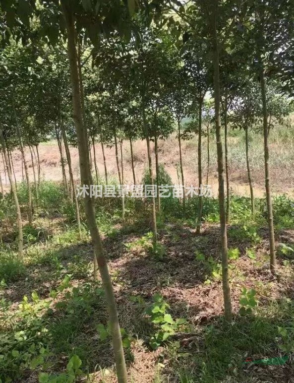 河北可以種植大葉女貞嗎？