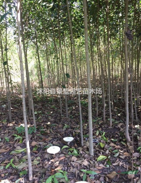 大葉女貞7月份可以種植嗎？