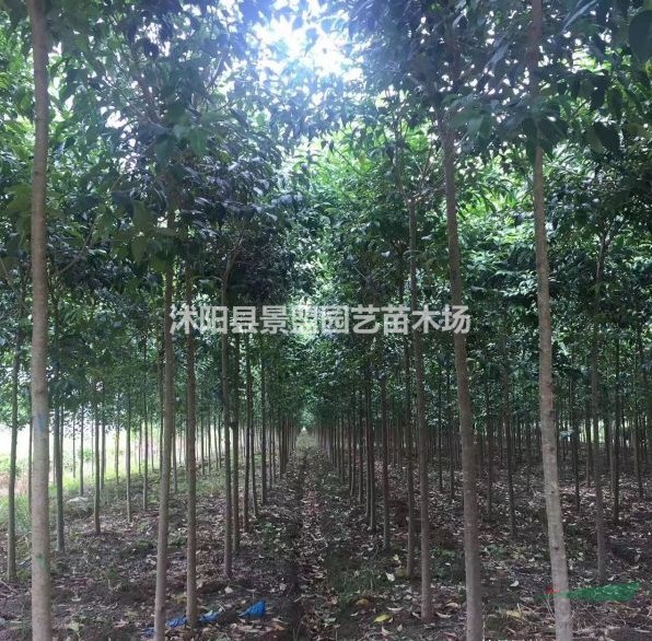 直徑6公分大葉女貞多少錢一棵？