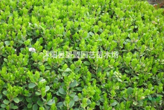 龜甲冬青和瓜子黃楊有什么區(qū)別？