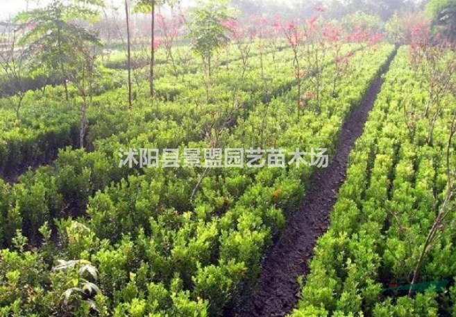 龜甲冬青和瓜子黃楊有什么區(qū)別？