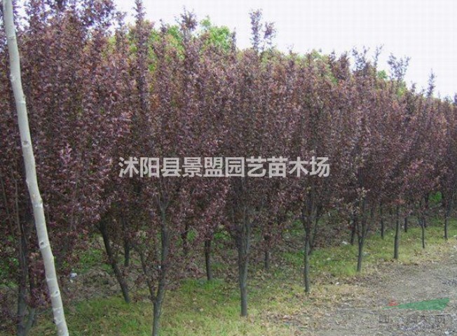 紅葉李報價哪家比較低？