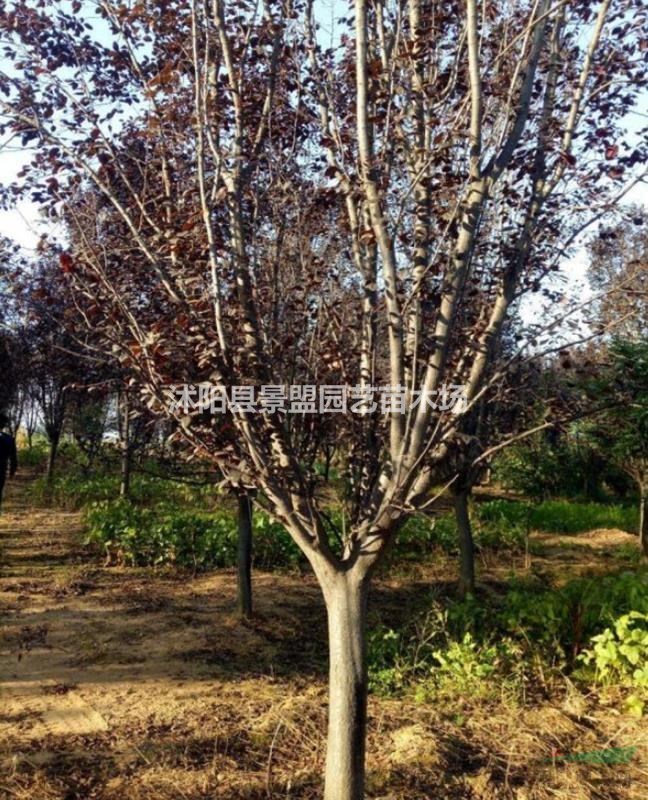 紅葉李報價哪家比較低？