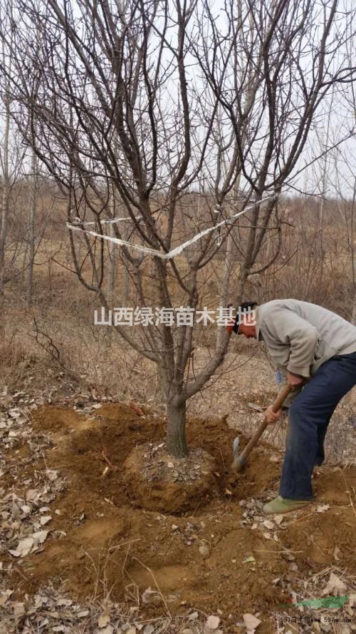 山西10公分12公分15公分20公分杏樹產(chǎn)地價格