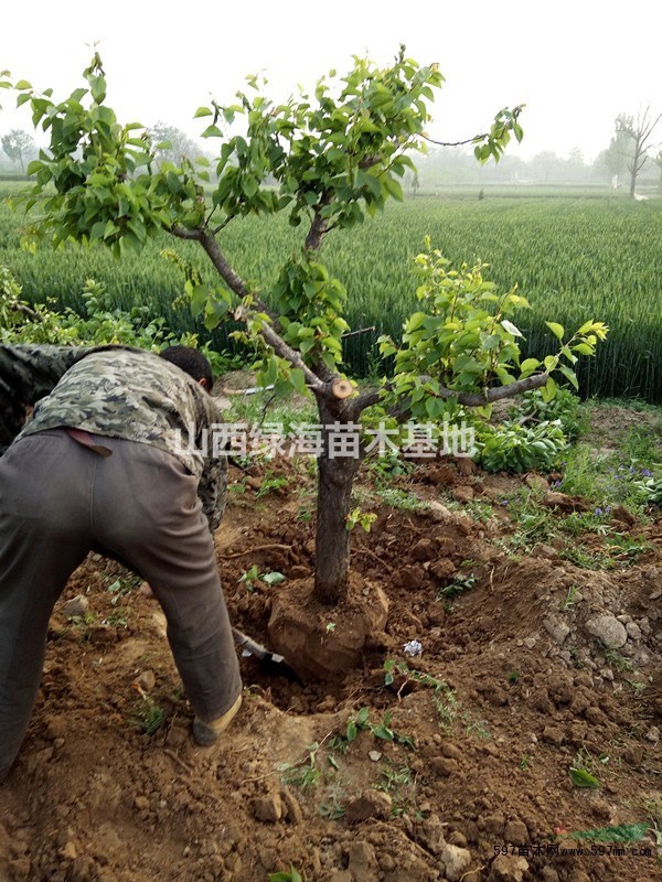 山西10公分12公分15公分20公分杏樹產(chǎn)地價格