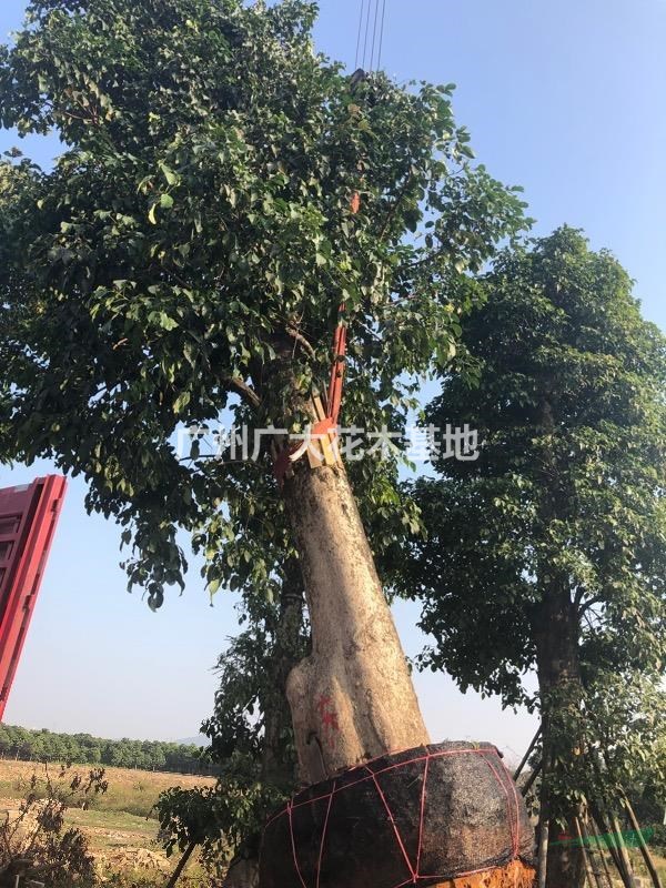 广州广大花木基地低价供应一米到一米五直径秋枫重阳木