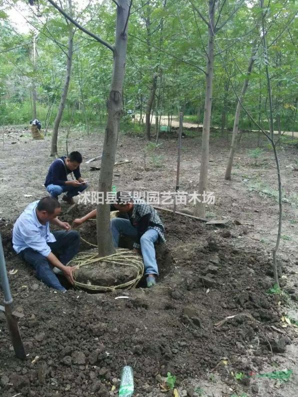 新疆有種植楓楊的基地嗎？