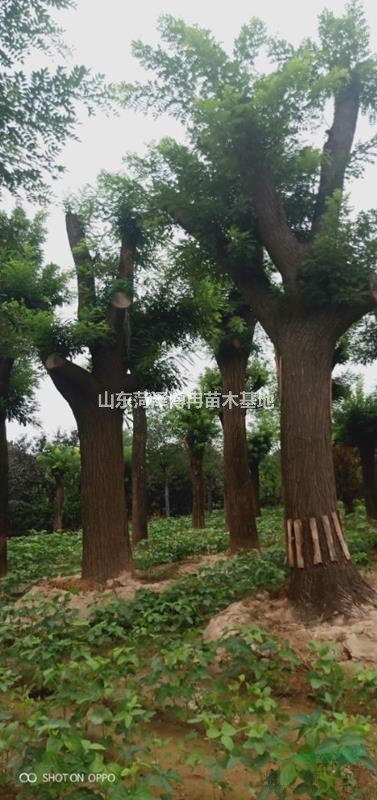 大規(guī)格國槐樹圖片  30-60公分國槐樹價(jià)格  博冉苗木直銷