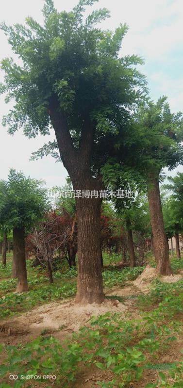 大規(guī)格國槐樹圖片  30-60公分國槐樹價(jià)格  博冉苗木直銷