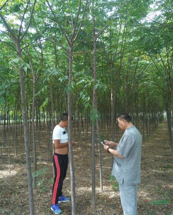 苦楝樹苗多少錢一棵？