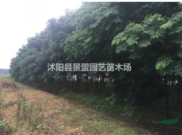 江西可以種植法國冬青嗎？