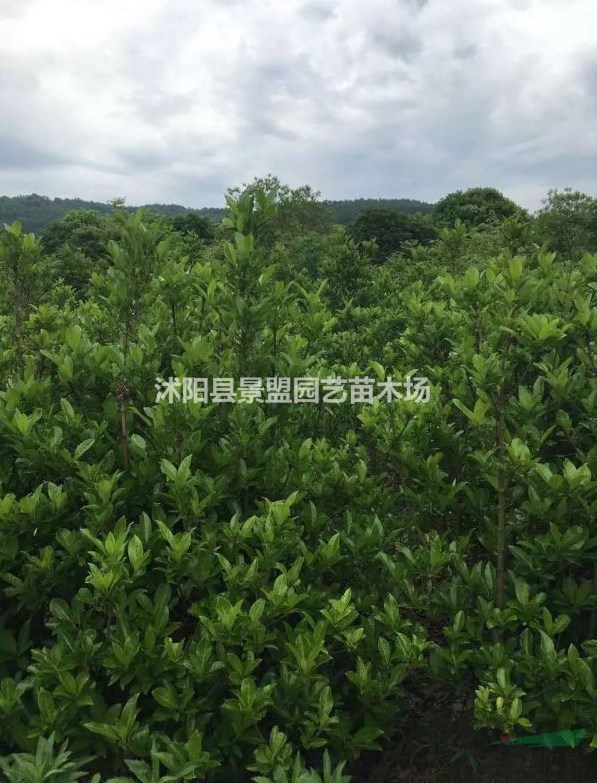 法國冬青價格哪家最低？