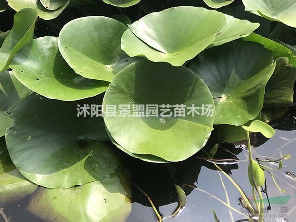 科羅拉多睡蓮什么價格？