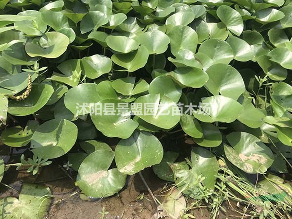 科羅拉多睡蓮什么價格？