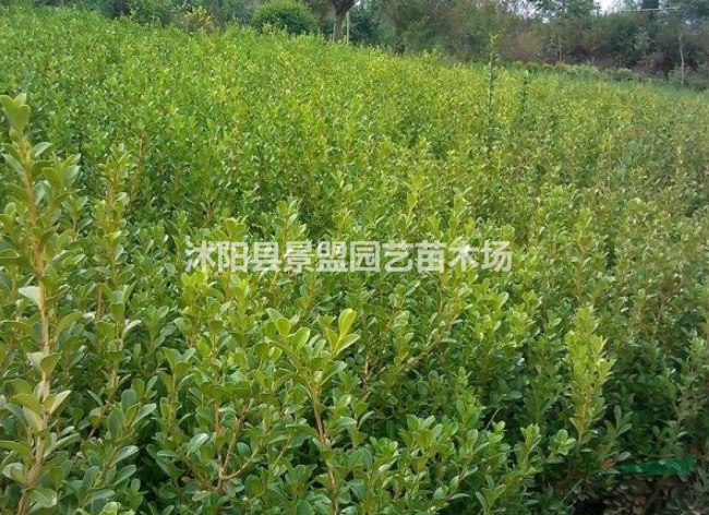 70cm瓜子黃楊什么價格？
