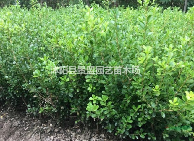 70cm瓜子黃楊什么價格？