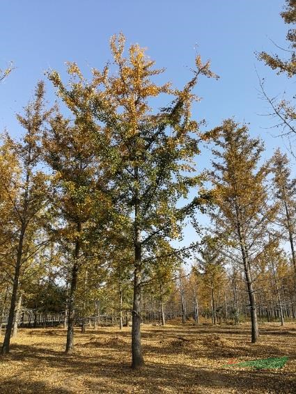 35公分银杏树