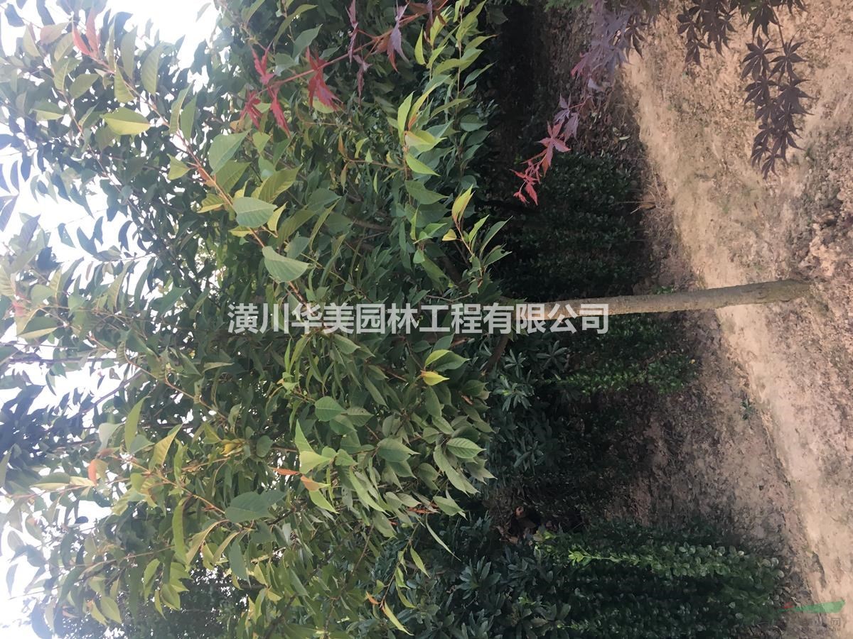 晚櫻，晚櫻花樹的介紹