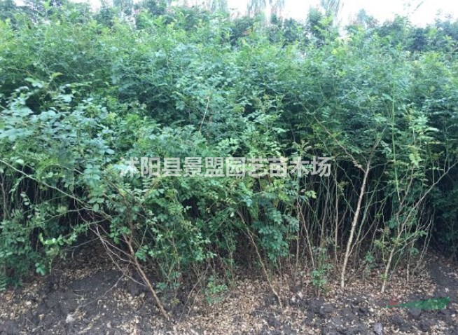 紅刺梅冬季落葉嗎？