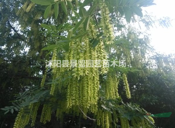 新疆可以種植楓楊嗎？