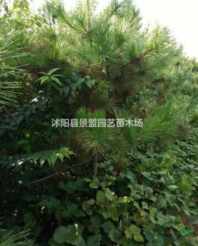 福建可以種植黑松嗎？