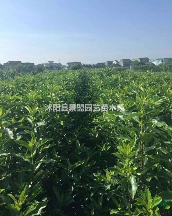哪里有賣1.8米高法國冬青苗？
