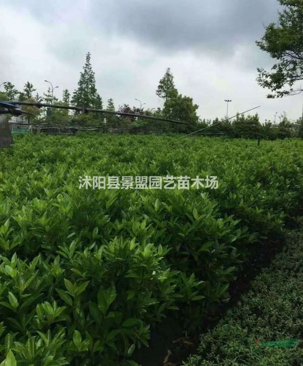 法國冬青會落葉嗎？