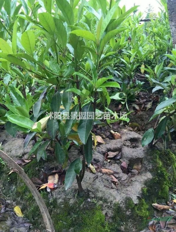 法國冬青會落葉嗎？