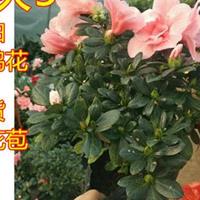 杜鵑花盆栽 室內(nèi)觀花植物杜鵑映山紅 可地栽綠植盆景帶花苞