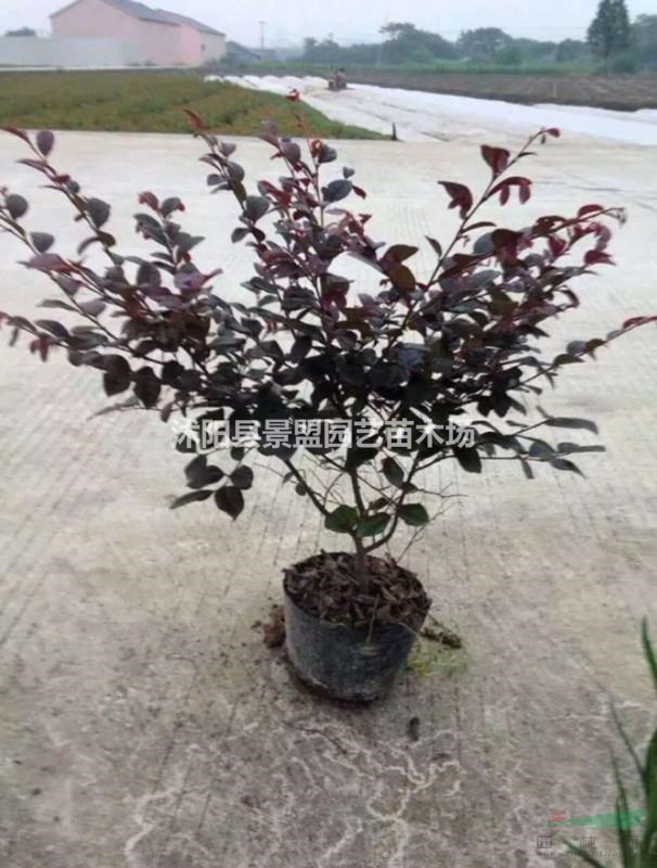 紅花繼木價格哪里便宜？