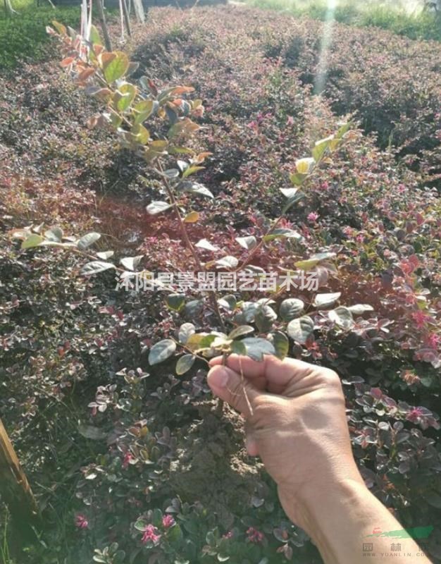 紅花繼木價格哪里便宜？