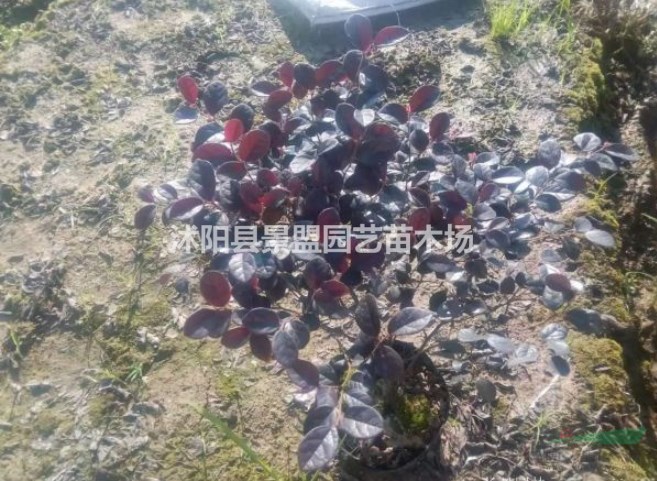 江西可以栽植紅花繼木嗎？