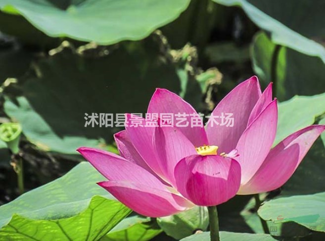 黃荷花今年什么價(jià)格？
