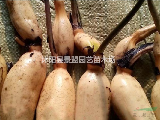 黃荷花今年什么價(jià)格？