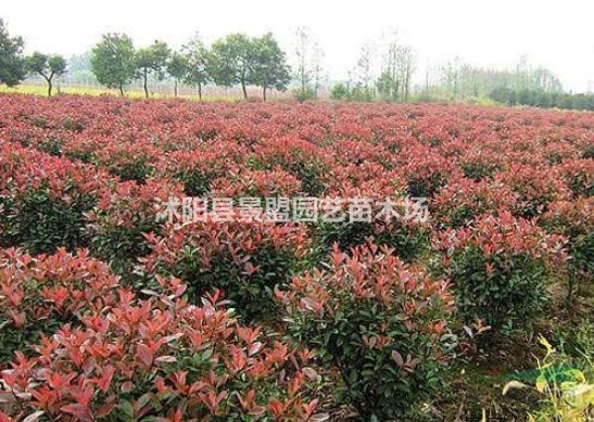 2.8米冠幅紅葉石楠球什么價格？