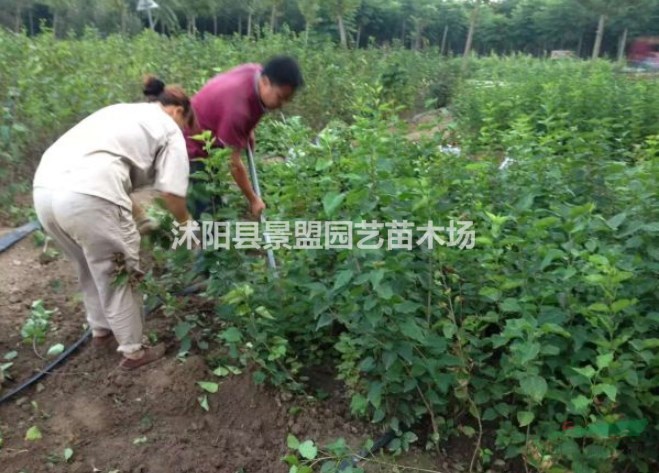 白丁香花樹多錢一棵？