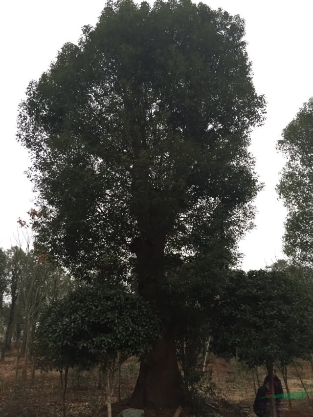 移植骨架大香樟