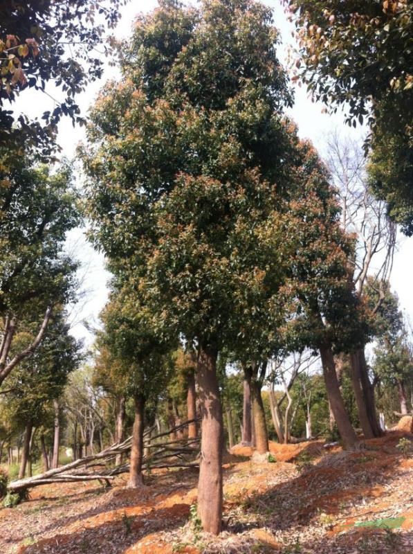 移植骨架大香樟