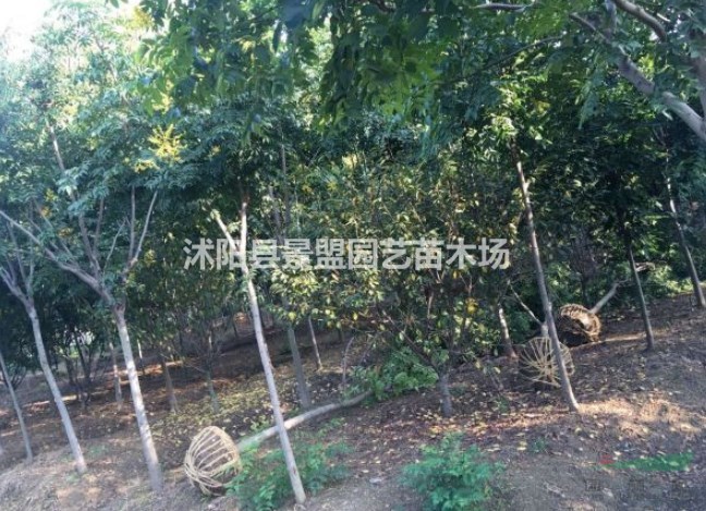 欒樹2月份可以栽植嗎？