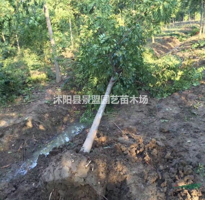 北方適合種欒樹嗎？
