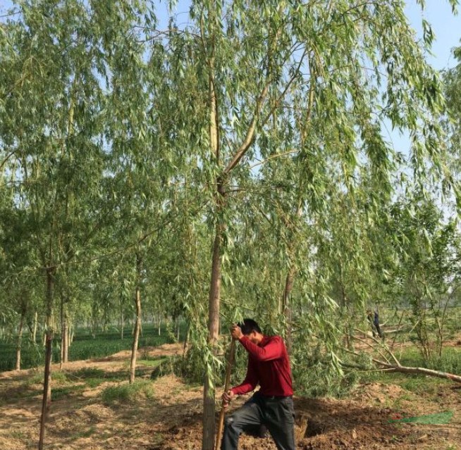 貴州可以種植柳樹(shù)嗎？
