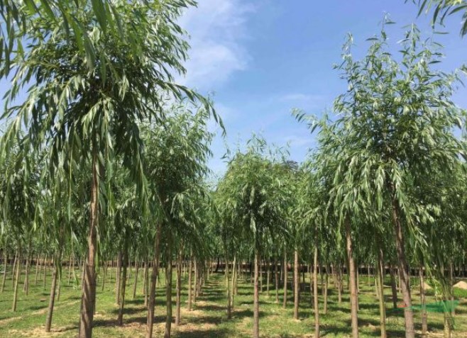 貴州可以種植柳樹(shù)嗎？
