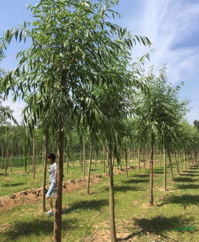 北方適合種柳樹(shù)嗎？