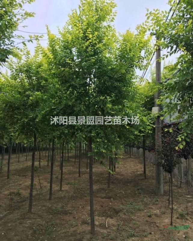 金葉榆報(bào)價(jià)哪家準(zhǔn)確？