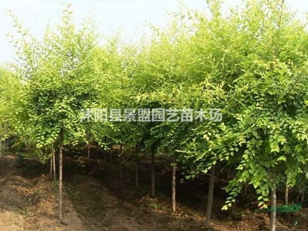 金葉榆哪里買？