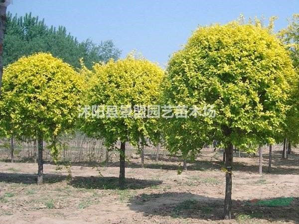 福建可以種植金葉榆嗎？