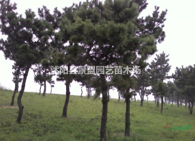 直徑10公分黑松多少錢(qián)一棵？