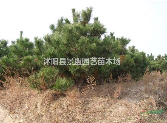 直徑10公分黑松多少錢(qián)一棵？